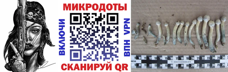 Псилоцибиновые грибы Psilocybine cubensis  Свирск 